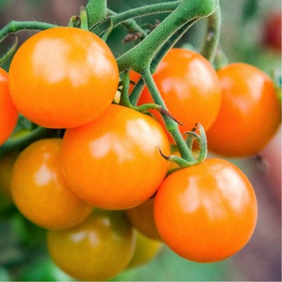 Omaxe Tomato F1 Gold Currant Cherry Seeds (30 Seeds)
