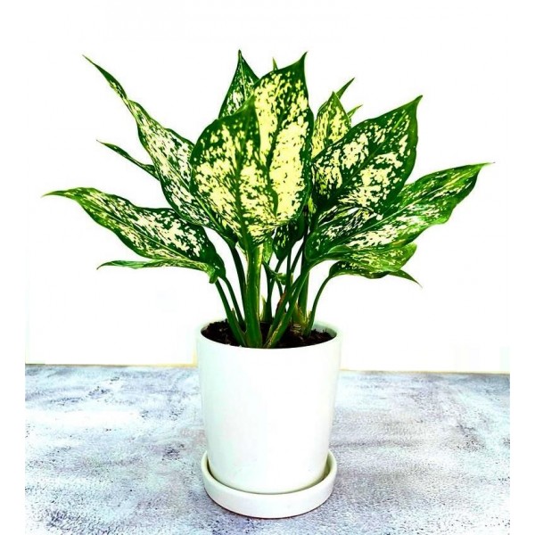 Aglaonema Snow White with Round Ceramic Pot with Plate - Chinese Evergreen