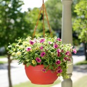 Plants in Hanging Basket