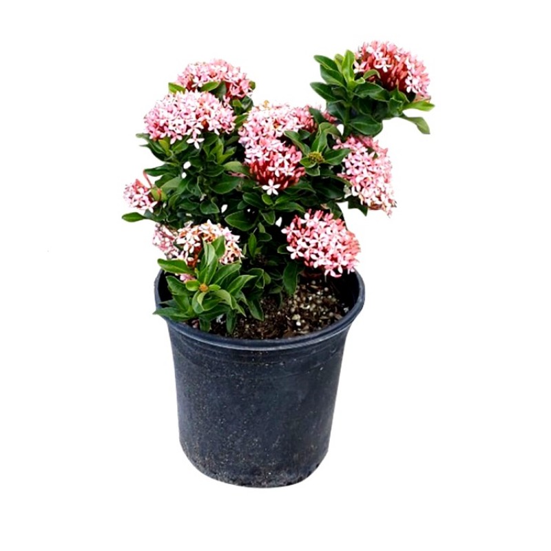 Buy Ixora Mini (Dwarf Pink) plant online at best price on plantsguru.com
