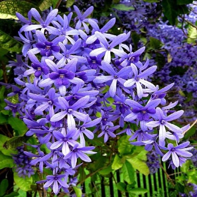 Petrea Volubilis, Purple Wreath, Sandpaper vine flower Plant