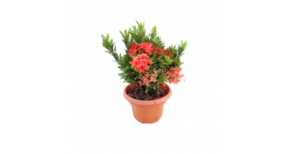 Buy Ixora Mini (Dwarf Orange) plant online India at plantsguru.com