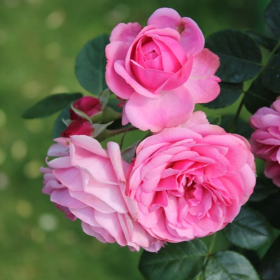Rose Plant - Scented (desi) Gawathi Gulaab Plant
