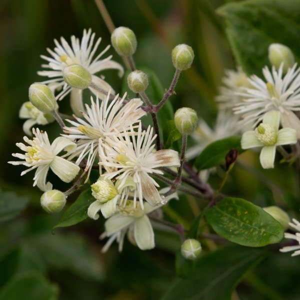 Clematis ligusticifolia - Ranjai Plant