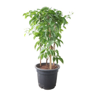 Sankrant Vel, Flame Vine  Creeper Plant big size (8 inch pot)