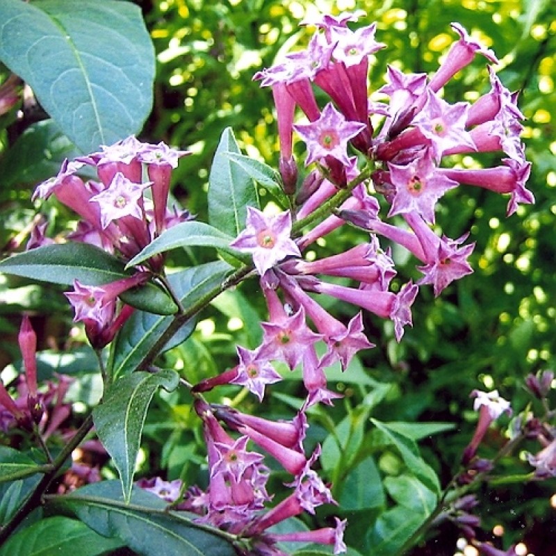 Buy Rani Night Blooming Jasmine plant online at plantsguru.com