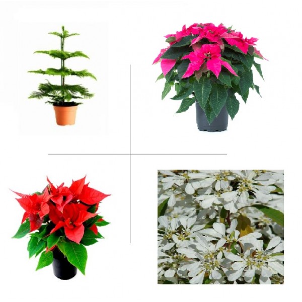 Christmas Plant Pack (Pack of 4 plants)