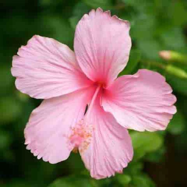 Hibiscus Pink Desi Plant - Jaswand, Gudhal