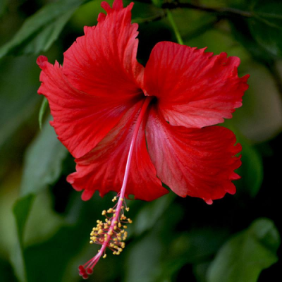 Hibiscus Red Desi Plant - Jaswand, Gudhal