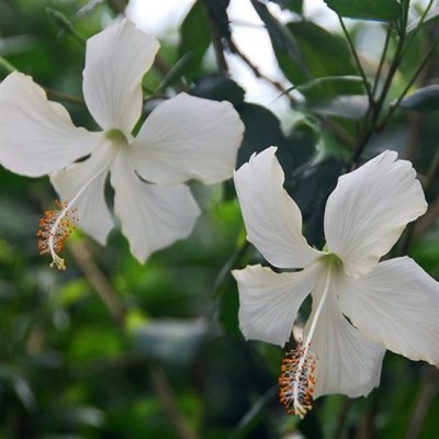 Hibiscus White Desi Plant - Jaswand, Gudhal