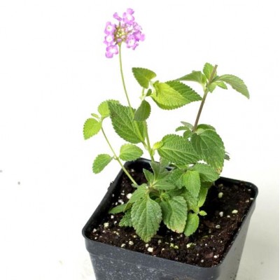 Lantana Purple Plant