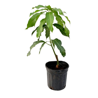 Mango Badami (grafted) plant,  Karnataka alphonso plant