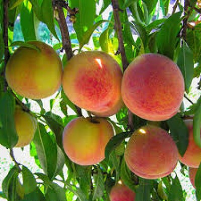 Peach Plant - Prunus Persica
