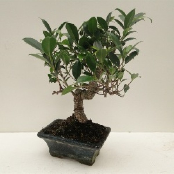 Ficus I Shape Bonsai