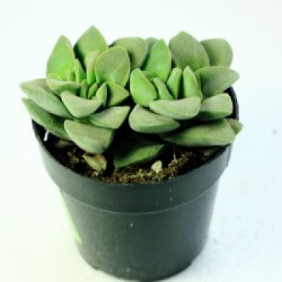 Cactus & Succulents buy Online in India at low price on plantsguru.com