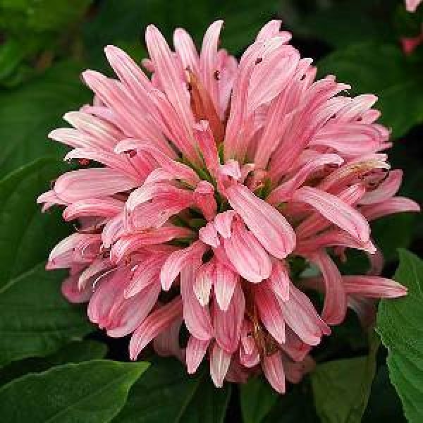 Jacobina Pink Plant
