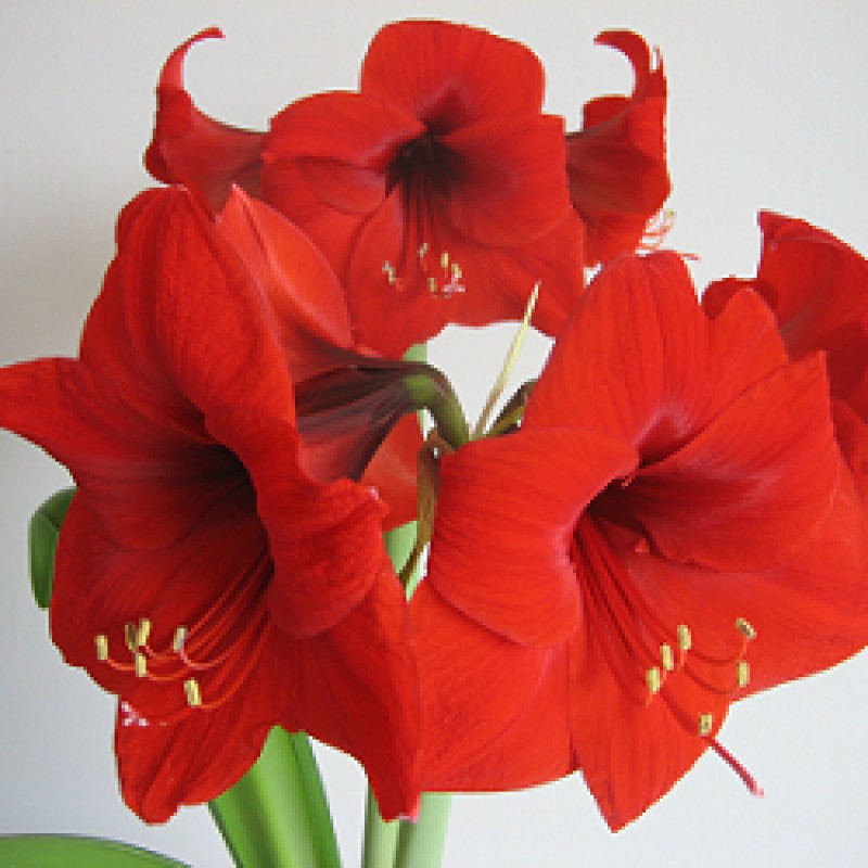 Amaryllis Lily Bulbs Red 5 Bulb