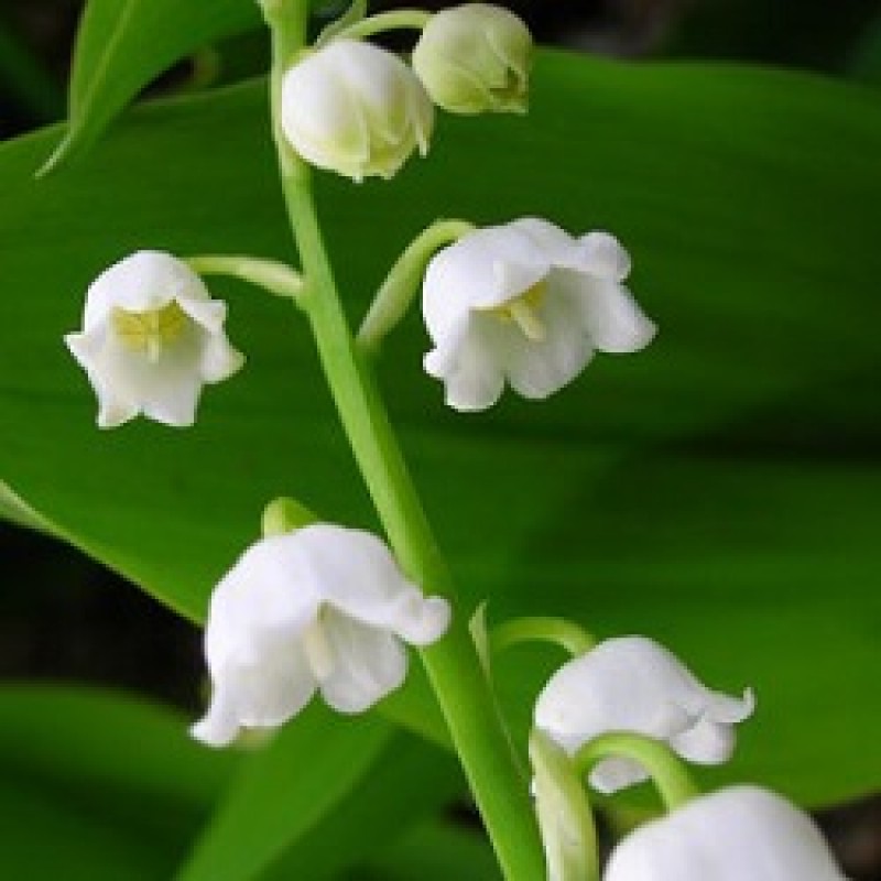 Buy Lily of Valley Bulbs (5 Bulb) online India at 