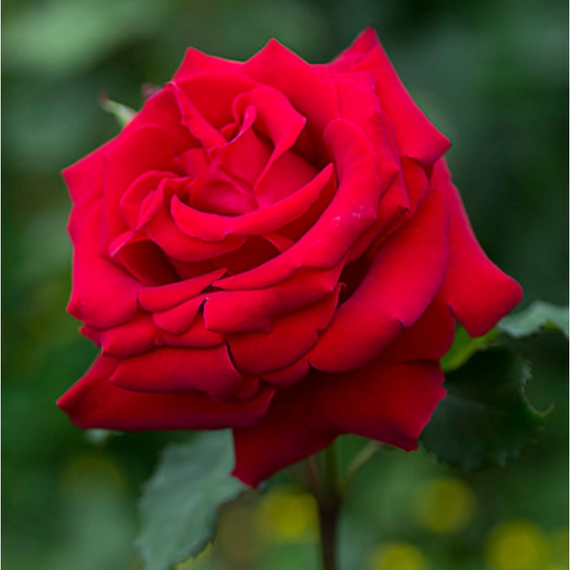 Buy Rose flower plant (Red) online at cheap price on plantsguru.com