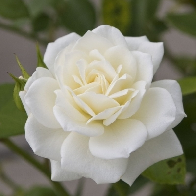 Buy Rose White Plant online at cheap price on plantsguru.com