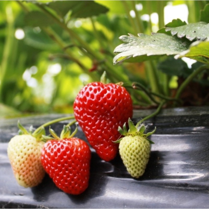 Buy Strawberry Plant Online India At Cheap Price On Plantsguru Com