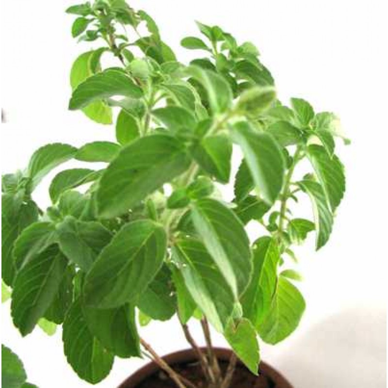 Image result for tulsi