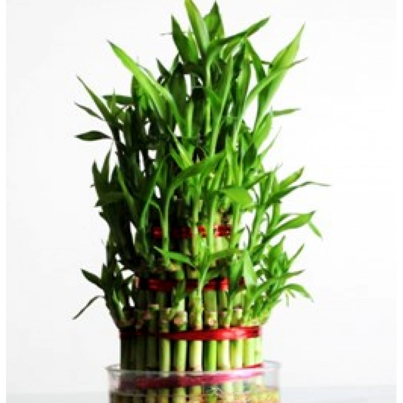 iet of 2 Special Gift Lucky Bamboo in Red Plastic Pot  Peac