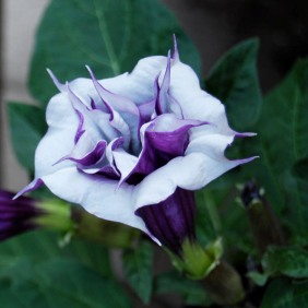 Kala Dhatura, black datura Plant buy online in india at plantsguru.com