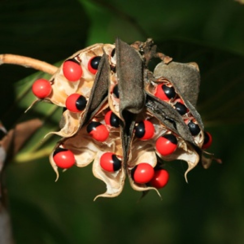 Buy Rosary Pea, Gunja (Abrus Precatorius) Plant online at plantsguru.com
