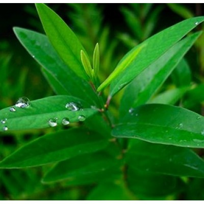 Sandalwood White Saphed Chandan Plant Buy Online At Plantsguru Com
