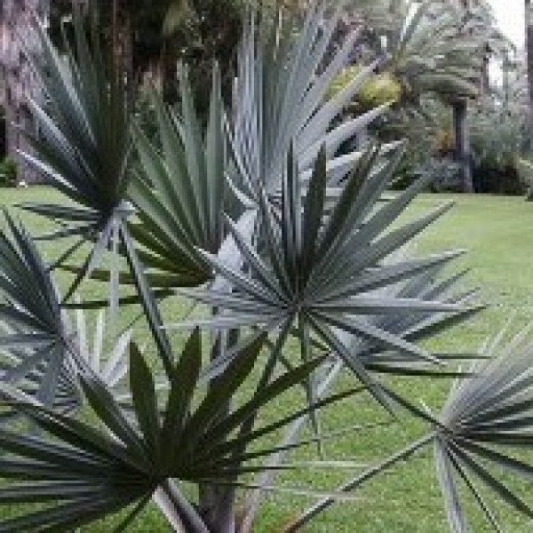 Bismarkia Palm