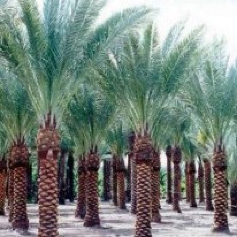 Buy Date Palm Plant online in India at cheap price on