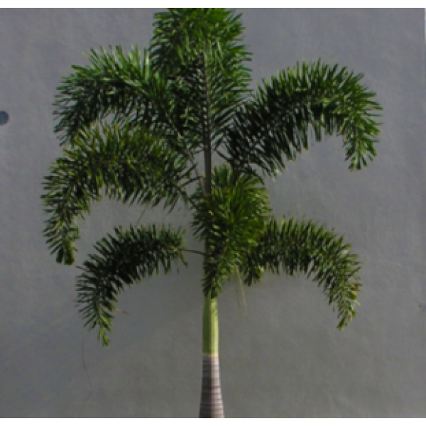 Foxtail Palm - Wodyetia Palm, Wodyetia bifurcata 
