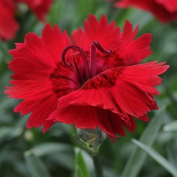 Dianthus Red
