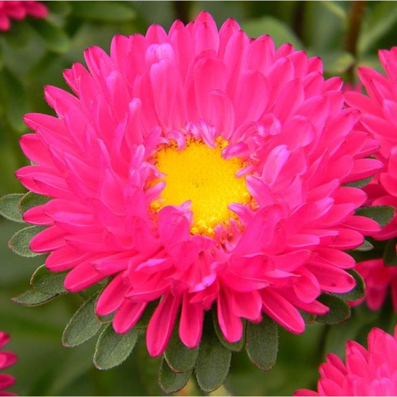 Buy Aster  Pink  Plant online India at cheap price on 