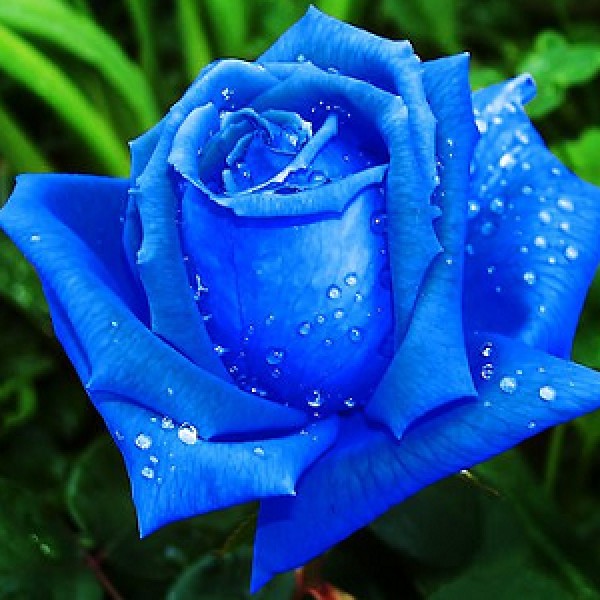Buy Blue Rose Seeds (5 Seed) online India at plantsguru.com