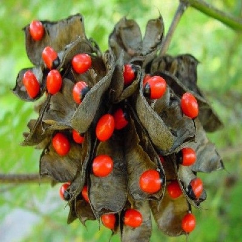 plantsguru medicinalseeds Abrus precatorius (1%20Kg) Seeds
