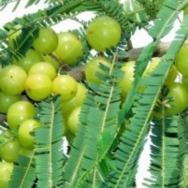 Buy Amla Big Plant Indian Goosberry Online At Cheap Price In India