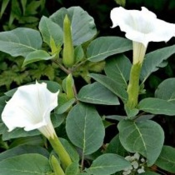 Datura, Dhatura white plant