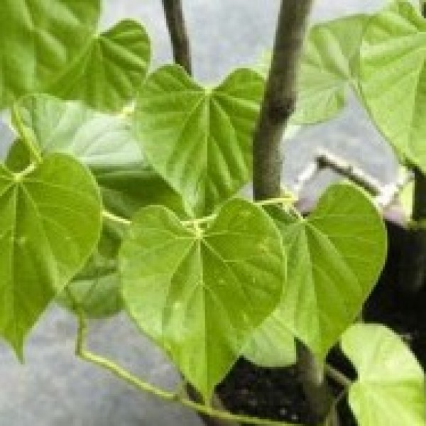 Giloy Plant - Gulvel Plant, Tinospora Cordifolia(Tippa-teega,Shindilakodi,gurcha,Amruthu)