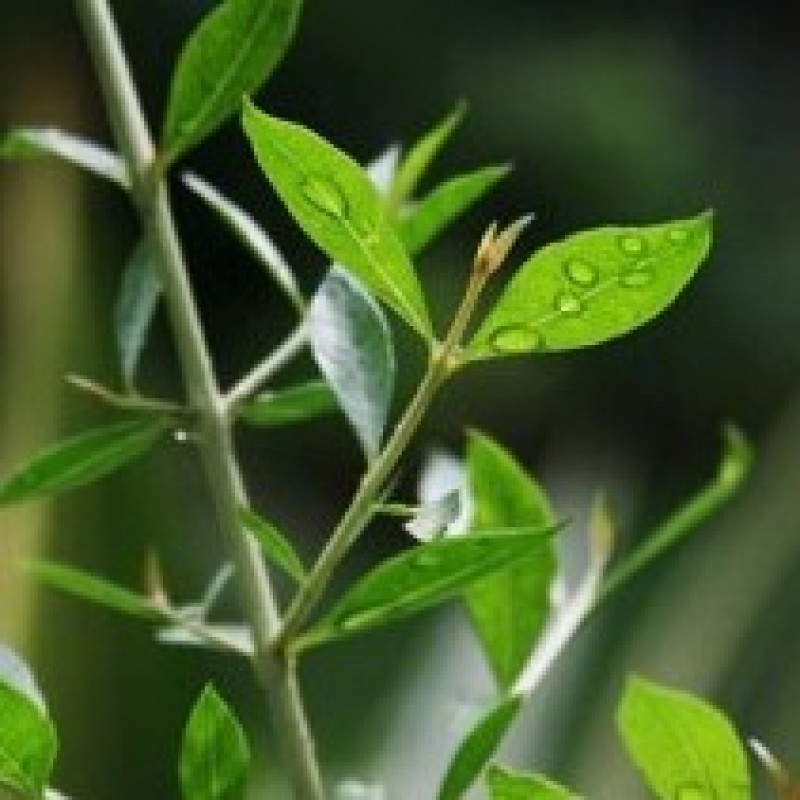 Buy Mehandi, Henna, Heena plant online at best price on plantsguru.com