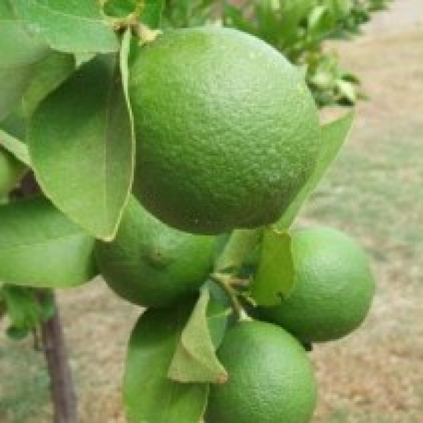 Nimboo Shahi Sharbati (Grafted) - Lemon Plant, Lime, Citrus
