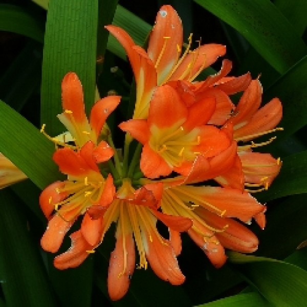 Clivia Miniatata - Clivia Lily