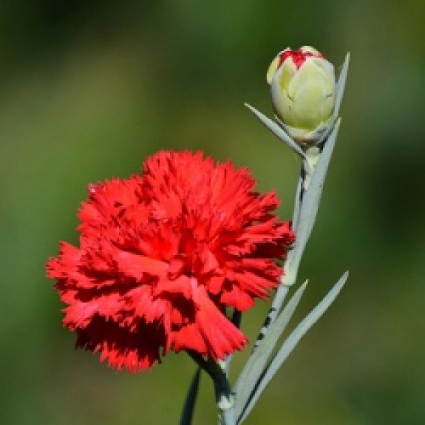 Carnation Red