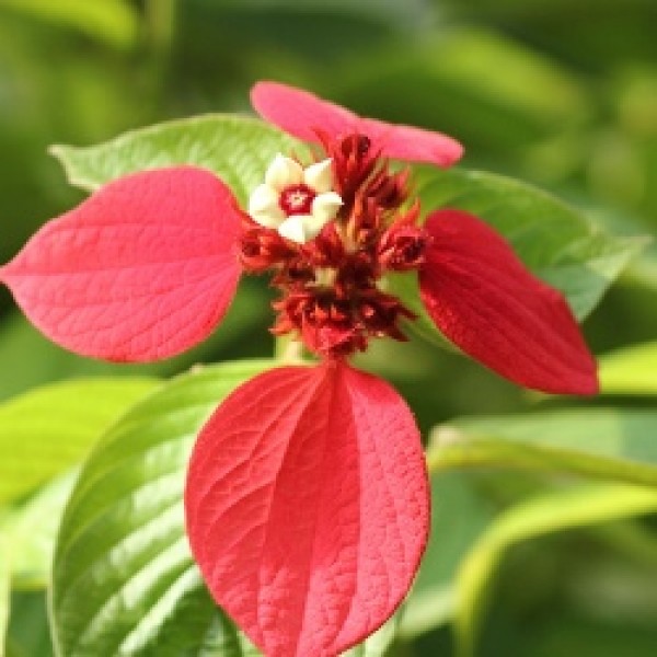 Mussaenda Red Plant - Mussaenda Erythrophylla, Ashanti Blood, Red Flag Bush, Tropical Dogwood, Dhobi Tree