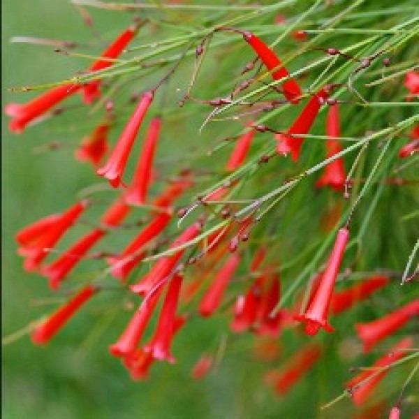 Russelia Red Plant - Fire Cracker Plant