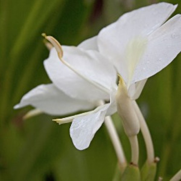 Sontakka Plant -White Garland Lily