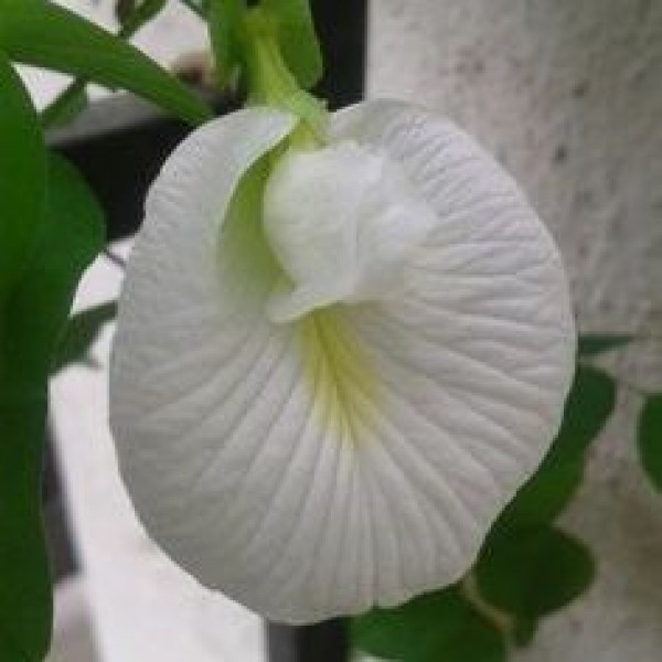 Clitoria Ternatea - Gokarna White(Aprajita plant)