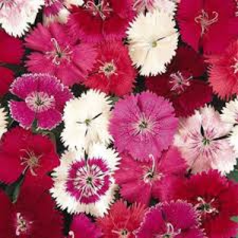 mix Chinese carnation Hedwiga Baby Doll seeds