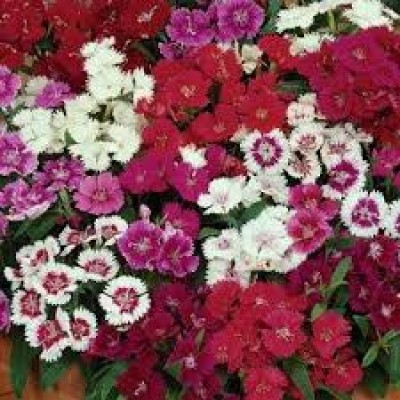Winter Flower Seeds buy online India at flat 50% OFF on plantsguru.com